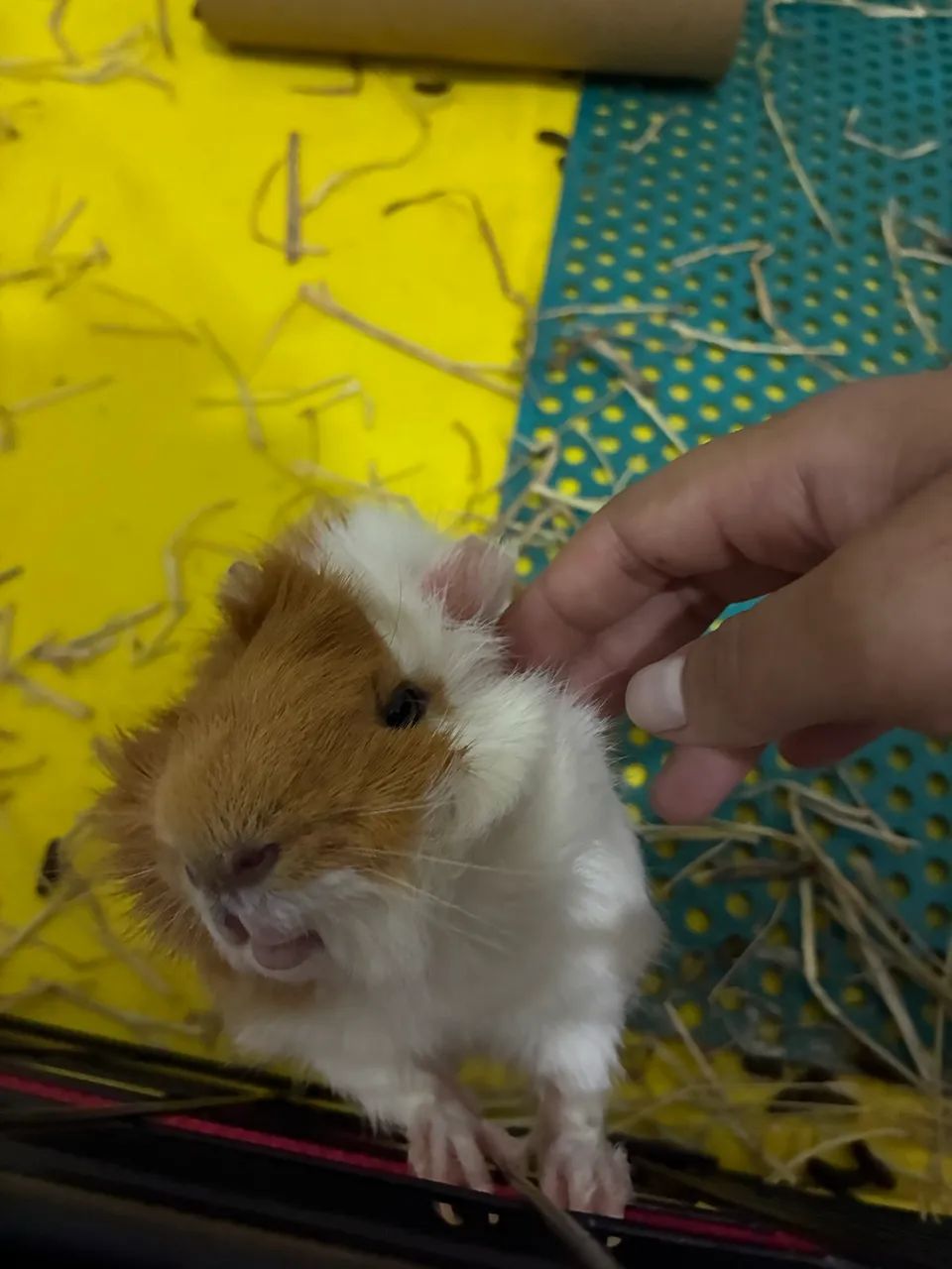 Porquinho da índia 