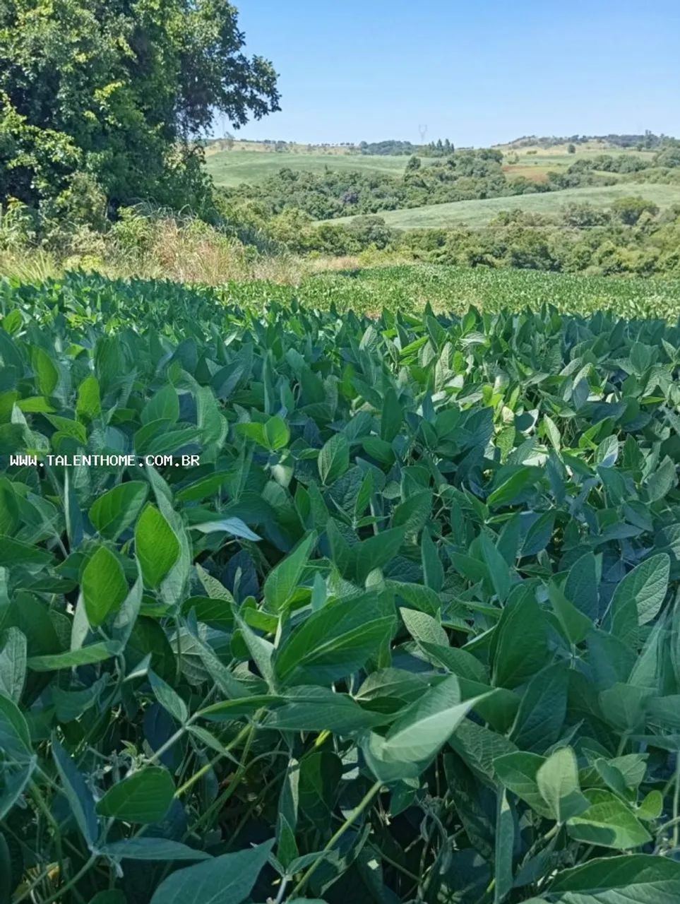 Área Rural para Venda em Uraí, RURAL - Foto 5