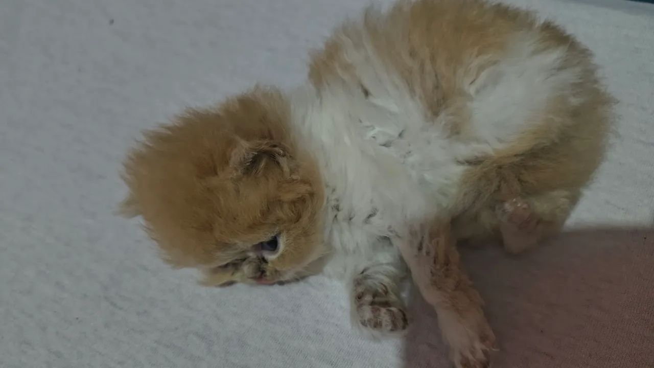 Gatos persa  - Foto 3