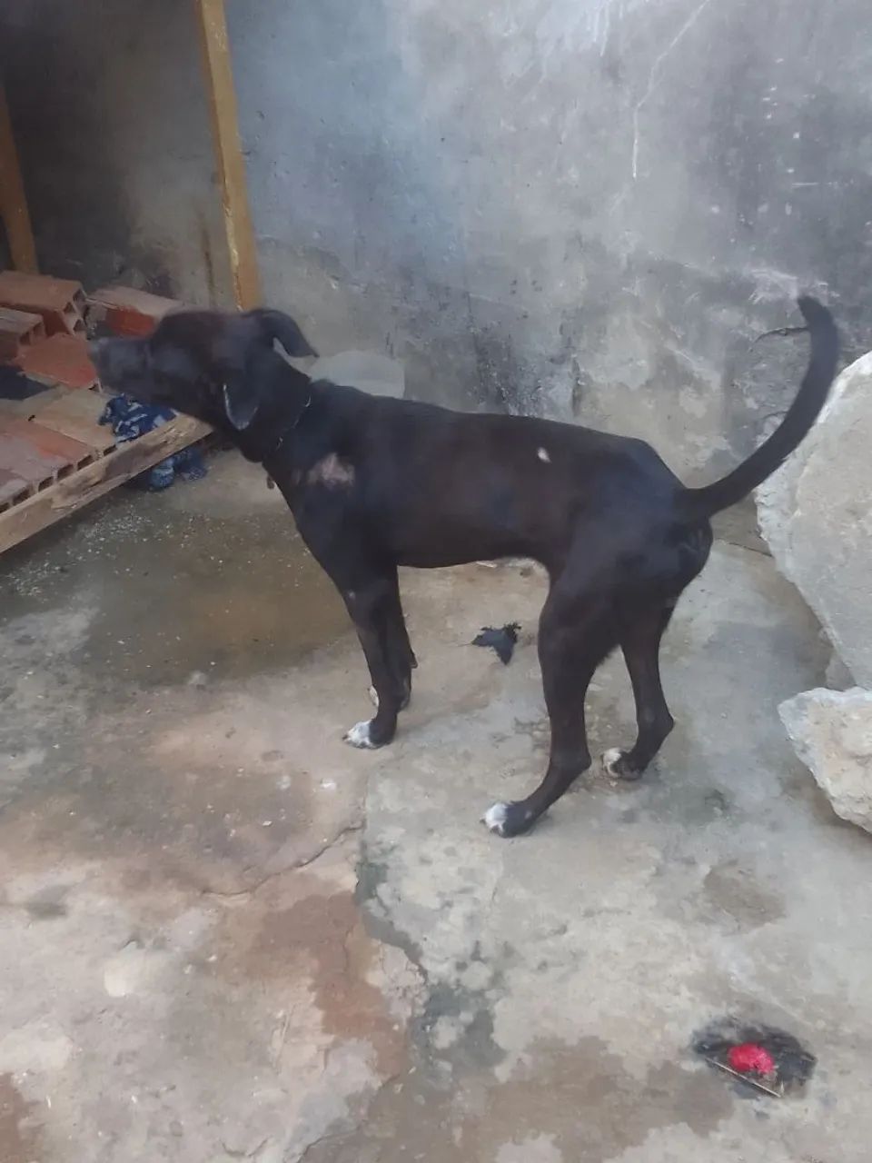 Doação  - Foto 4