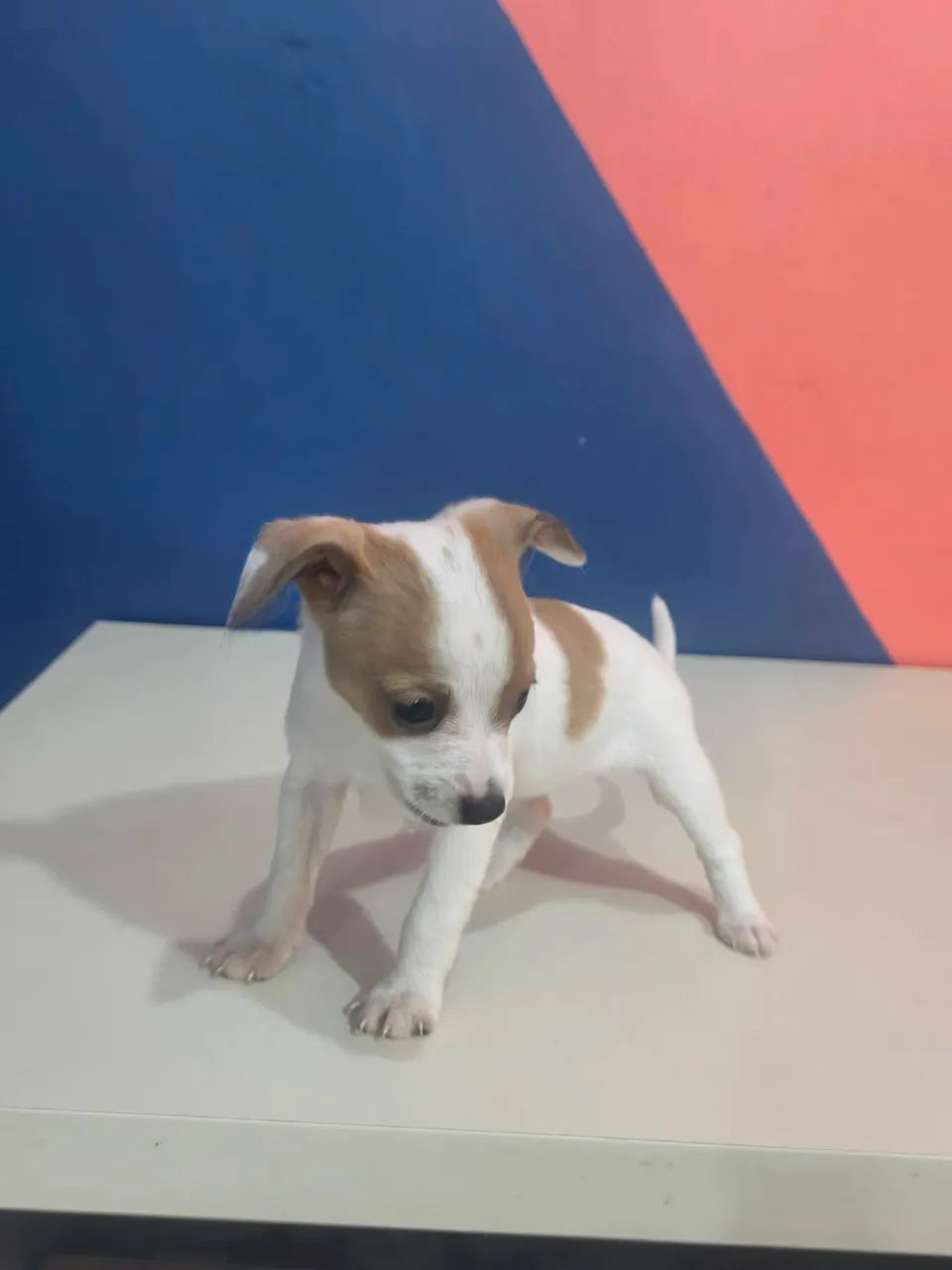 Pinscher 1 macho  - Foto 3