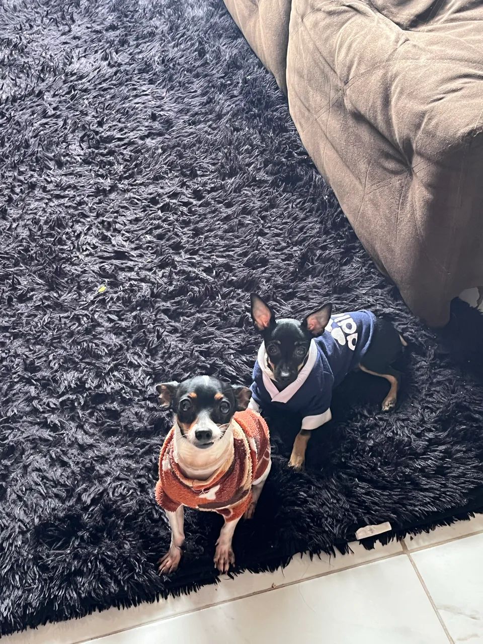 Pinscher procurando namorada  - Foto 5