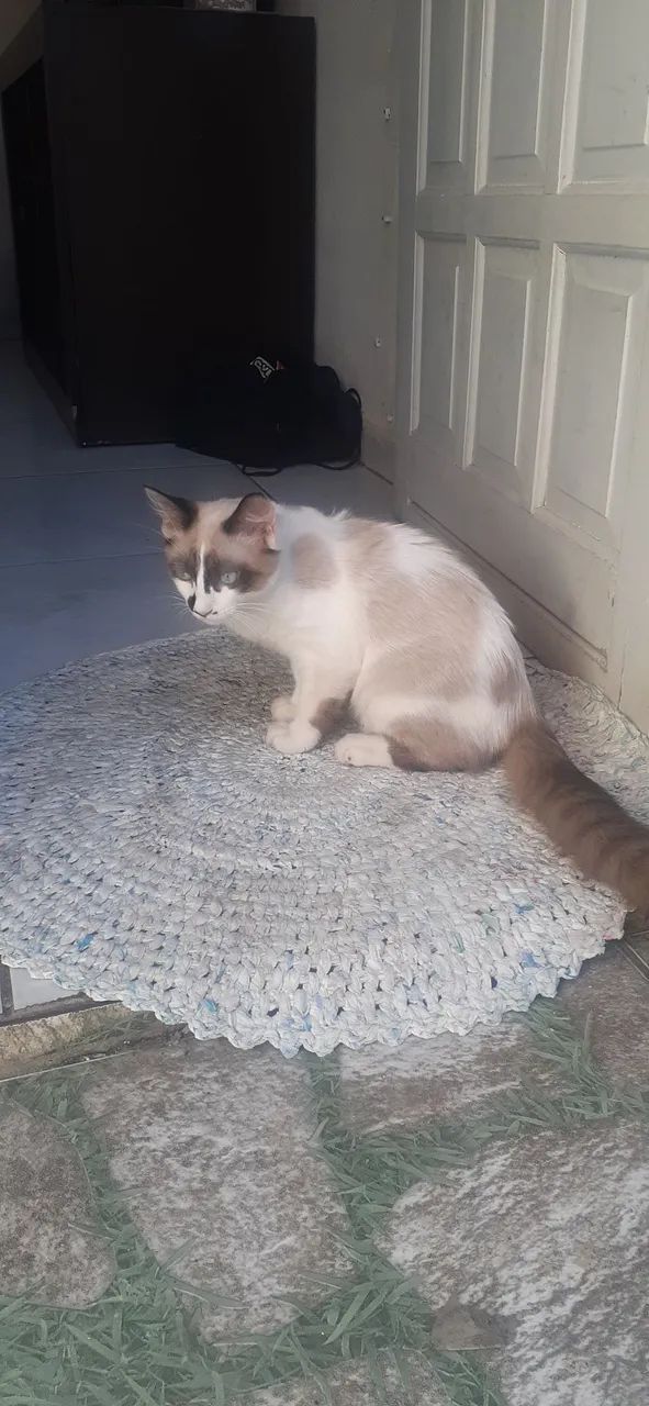 Gato