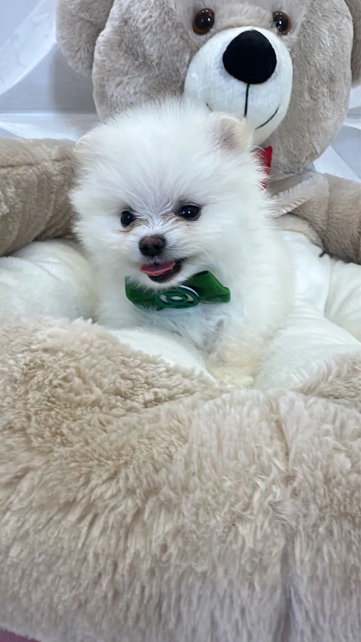 Spitz branquinho anão  - Foto 2