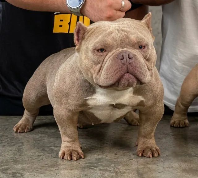 AMERICAN BULLY MICRO COM PEDIGREE - Foto 3