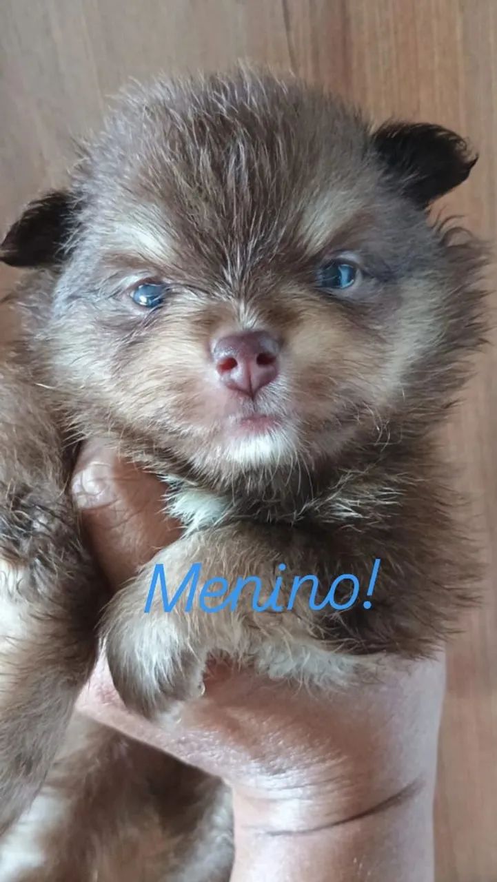 Lulu da Pomerânia chocotan 