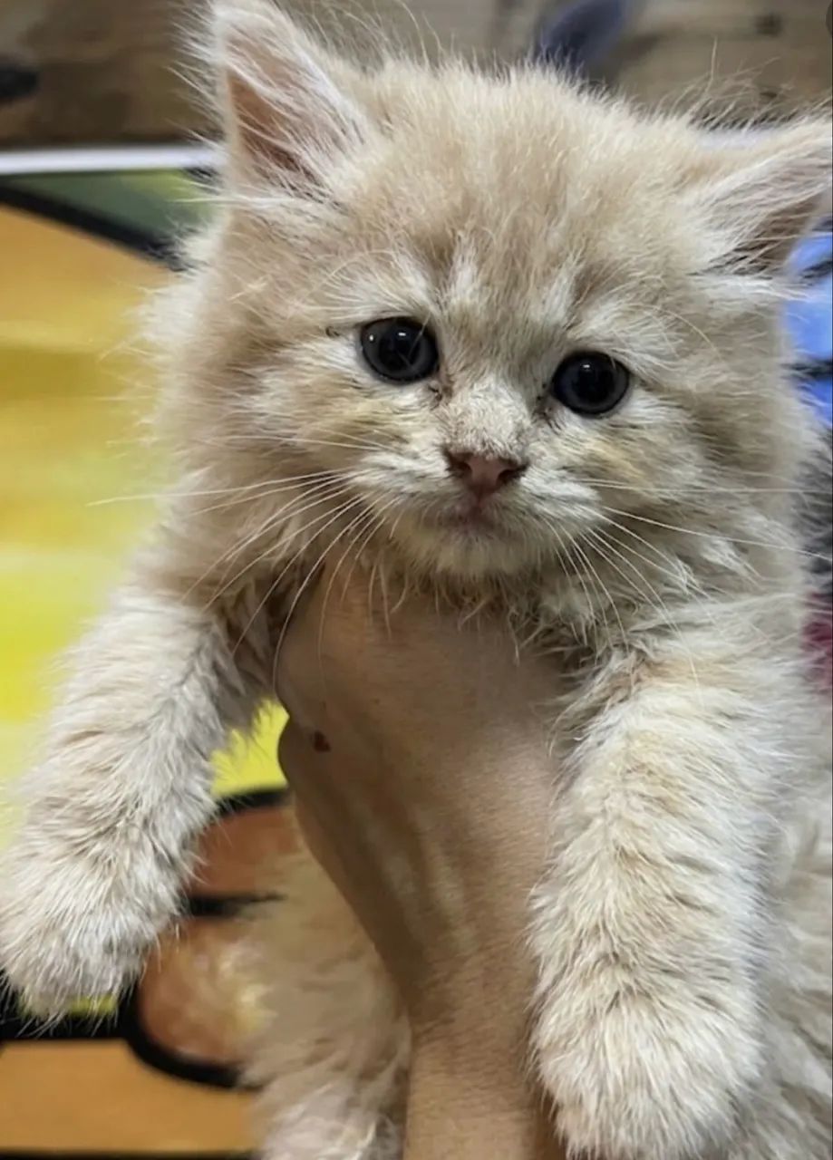Maine coon - Foto 4
