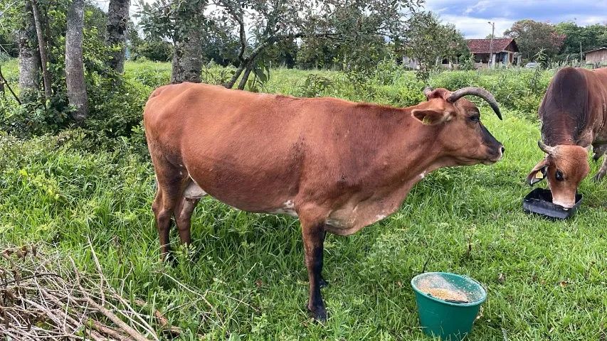 Vendo Vaca - Foto 2