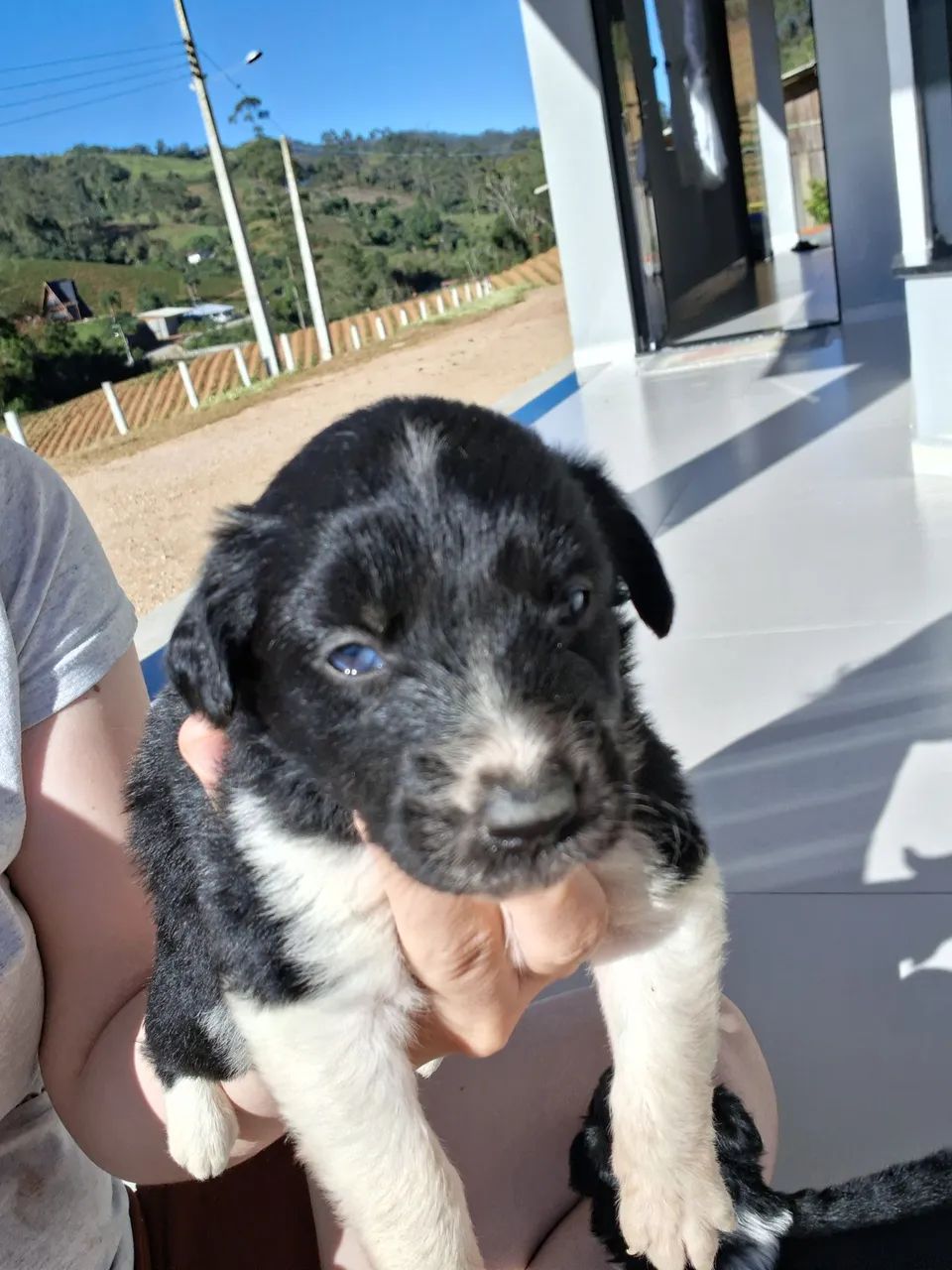 Boder collie - Foto 2