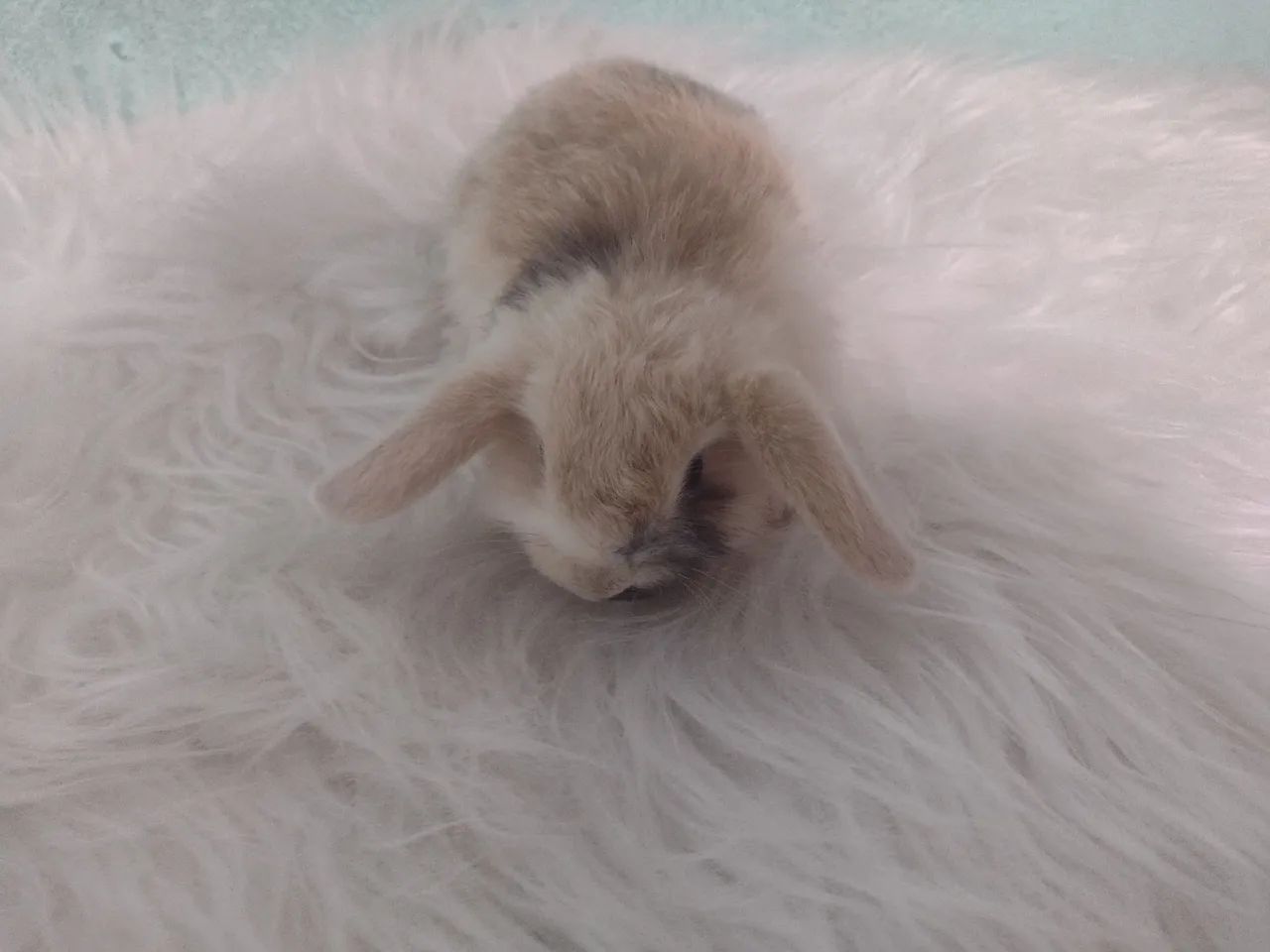 mini lop Uruguai  - Foto 2