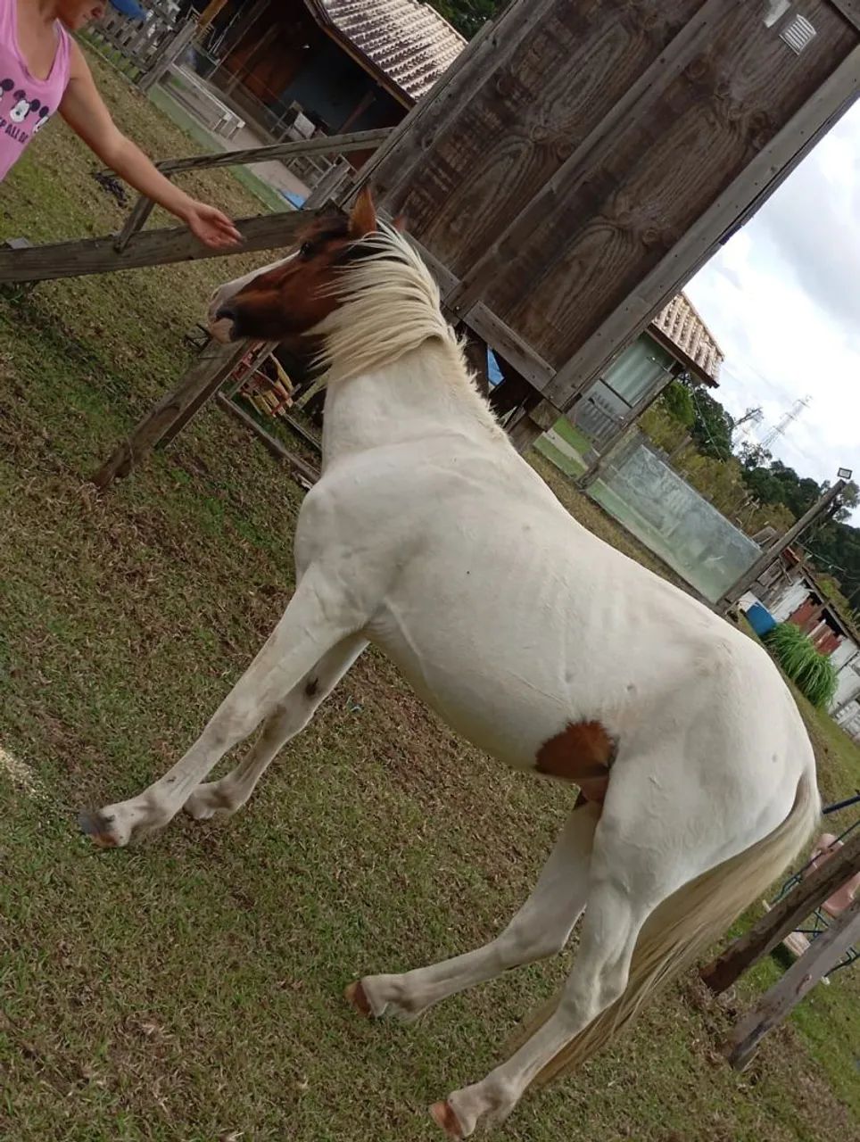 Vendo cavalo marchador  - Foto 3
