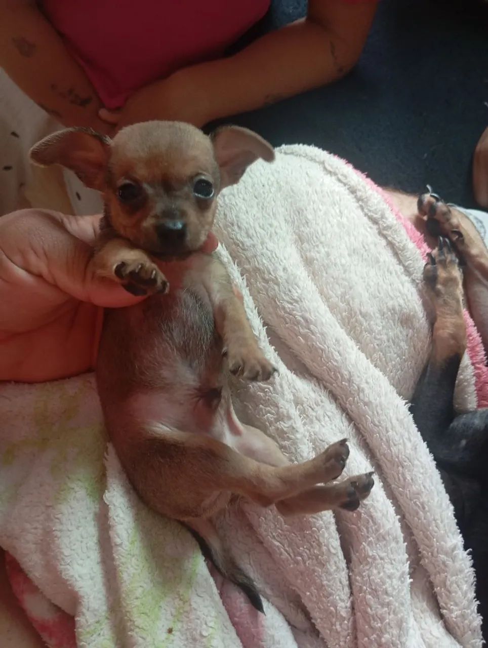 Pinscher 1 - Foto 2