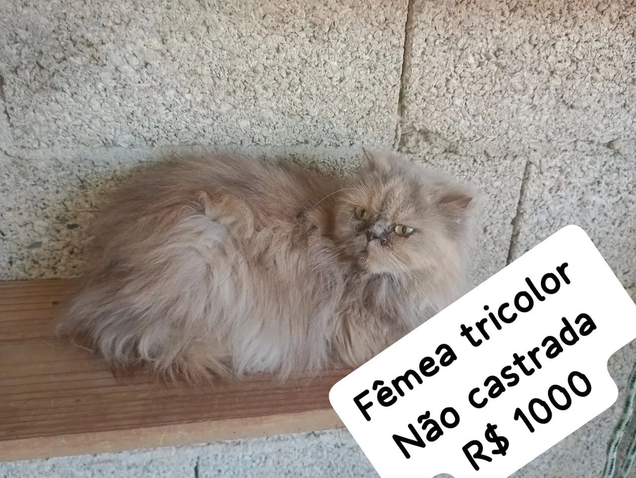 Persa Himalaio - Foto 4