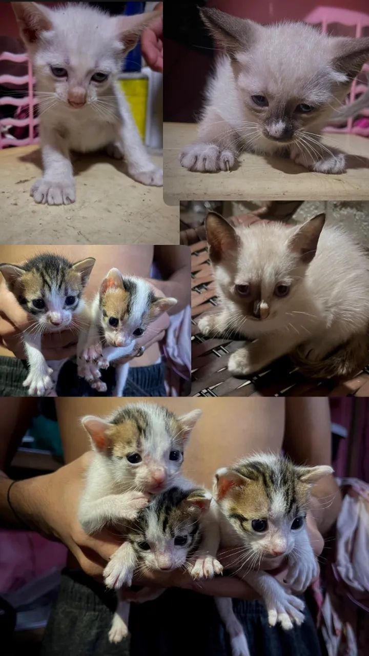 Doação responsável 