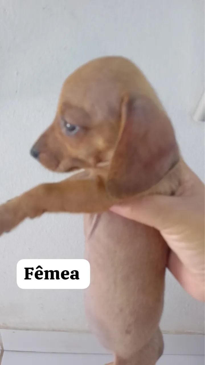 Filhote de cachorro salsicha  - Foto 2