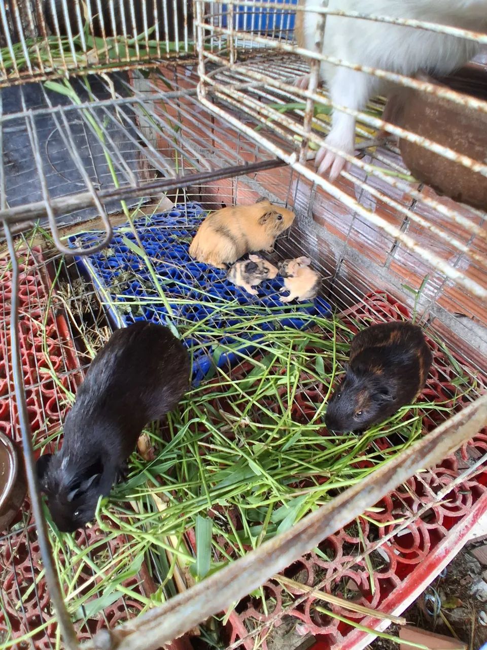 Porquinho da Índia  - Foto 2