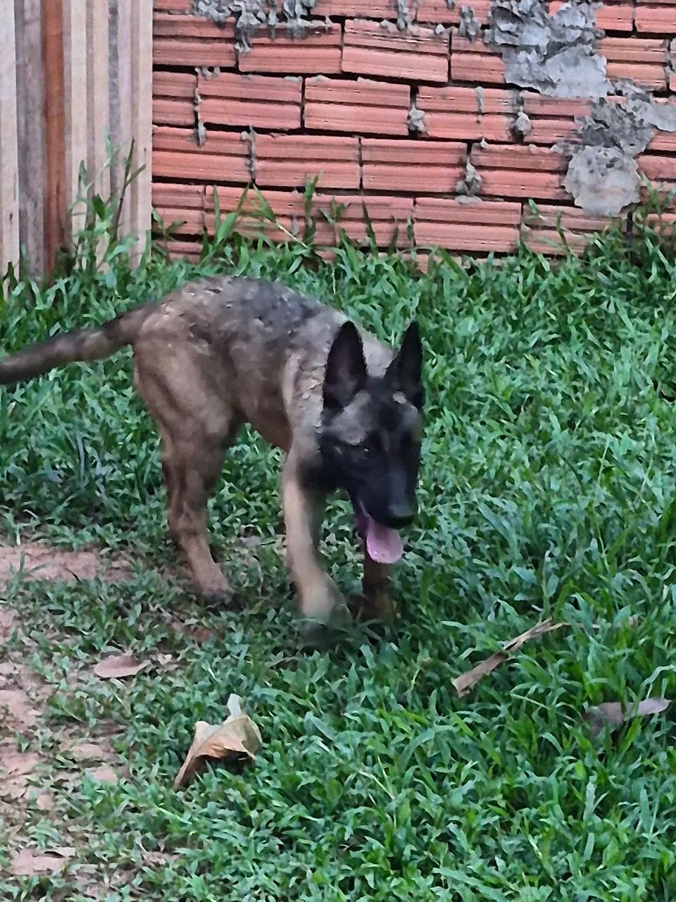 Vendo exemplar de belga malinois uma fêmea 3 meses  - Foto 4