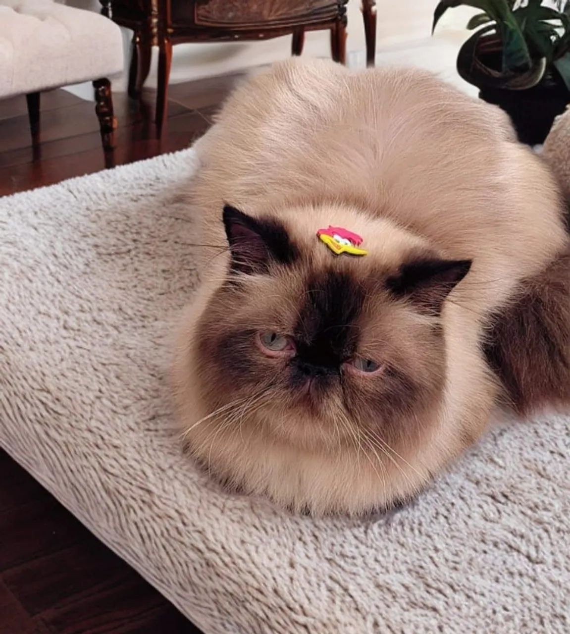 Gato Persa Himalaio Macho, olhos azuis