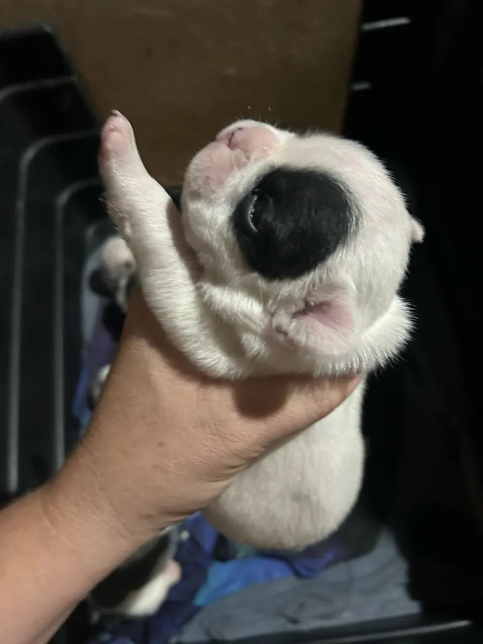 Buldogue francês  - Foto 4