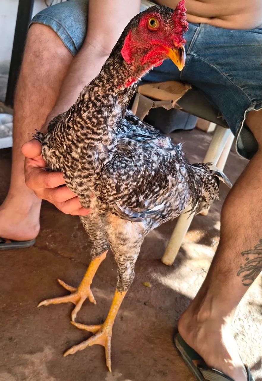 Frango Índio puro - Foto 2