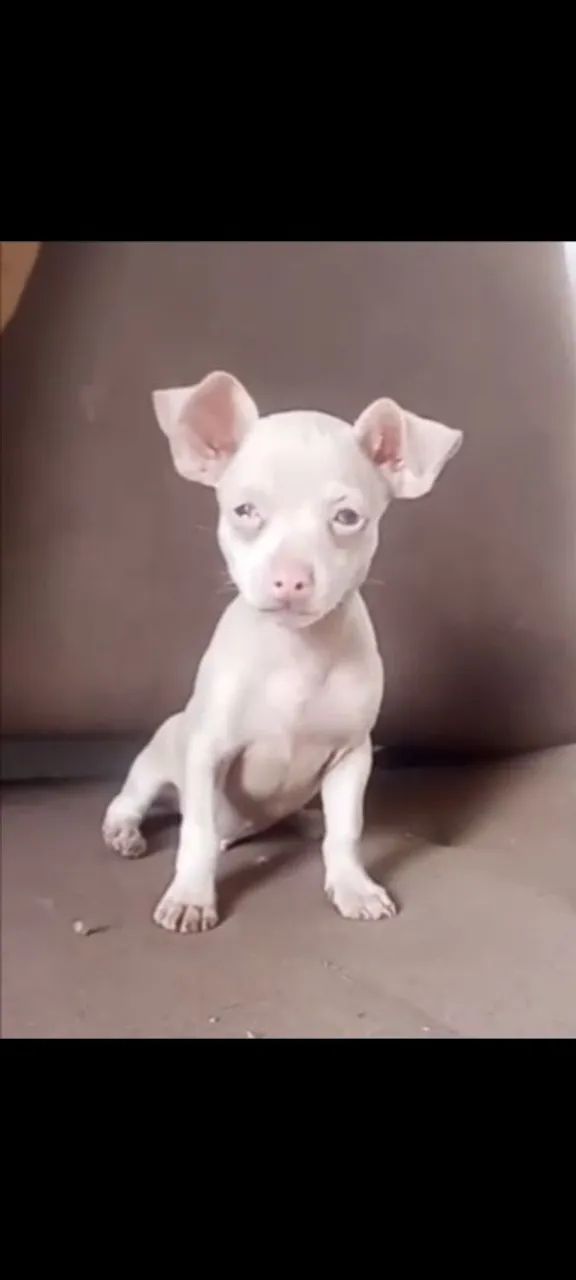 Pinscher exótico 