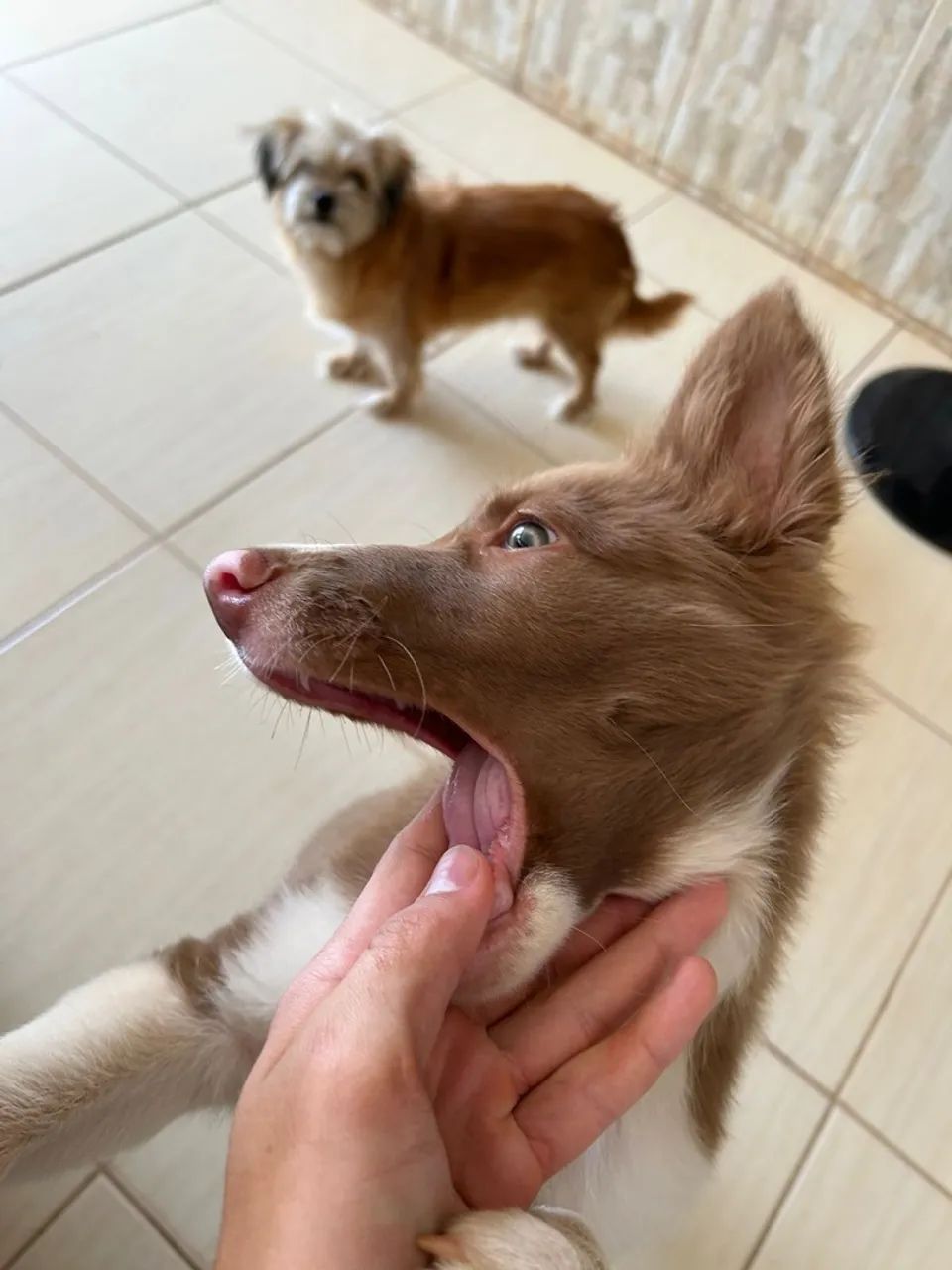 doação de border collie - Foto 3