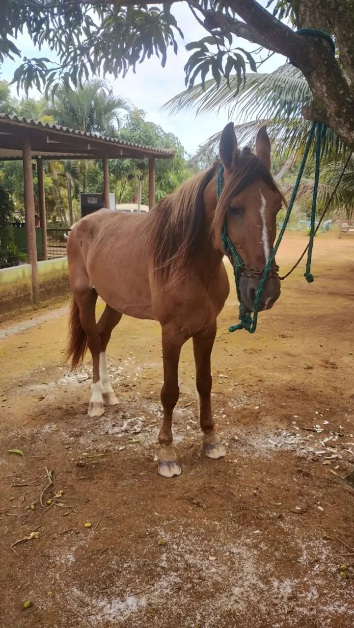 Vendo cavalo campolino puro - Foto 4