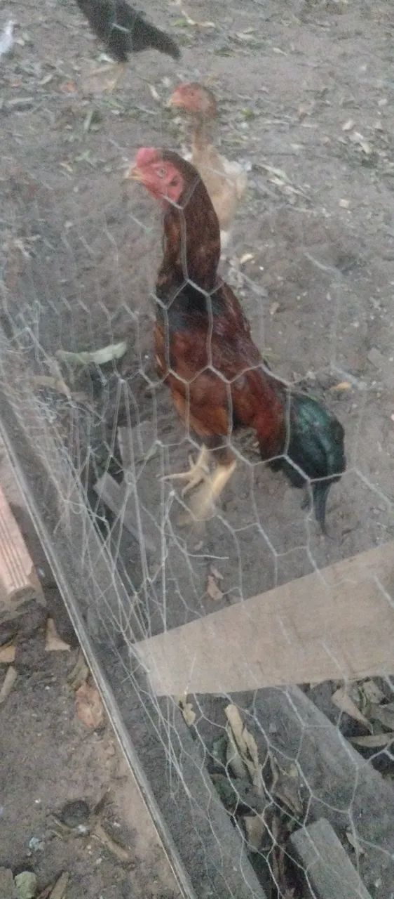 Frangos cariocas