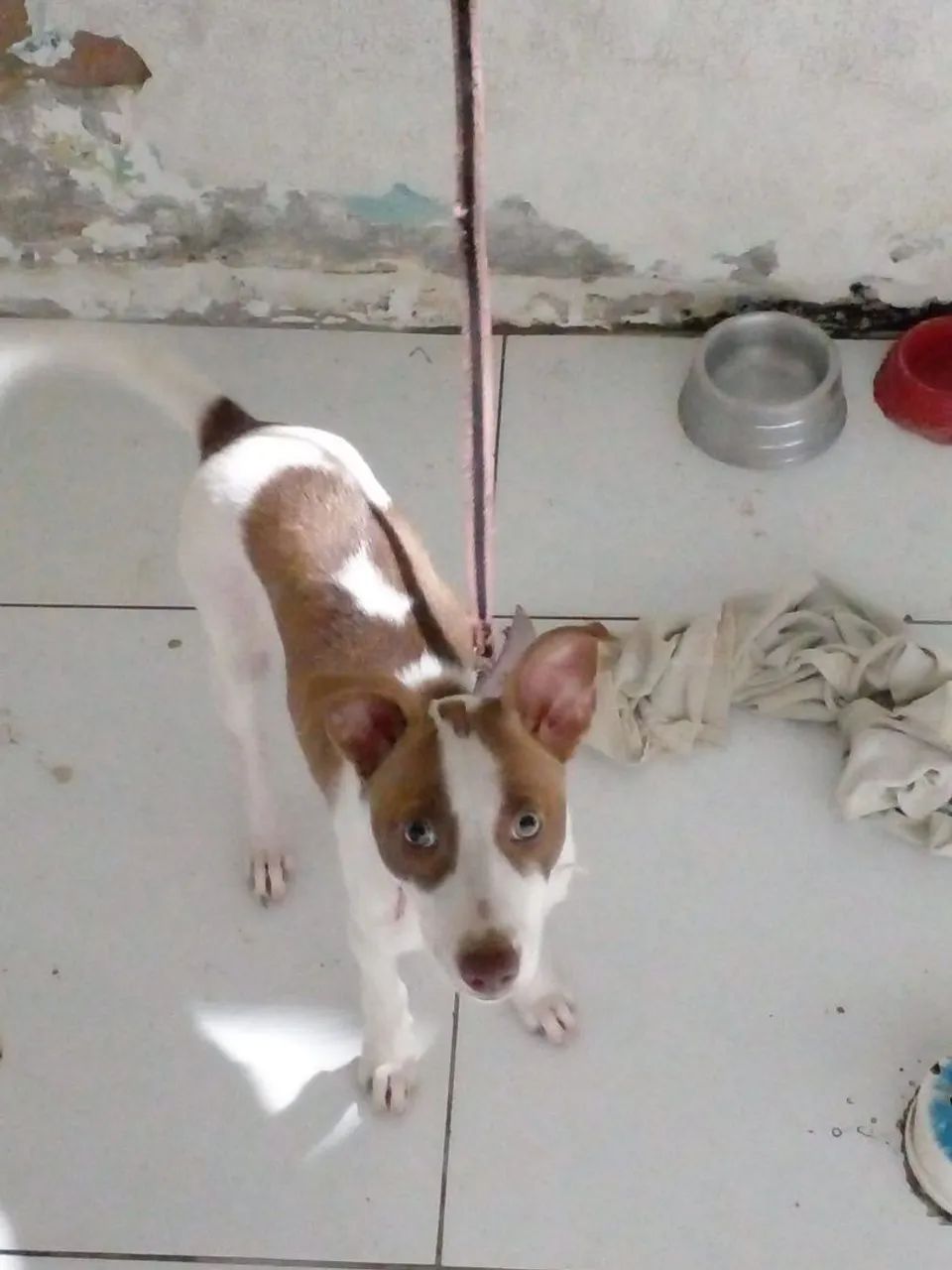 Doação de cachorrinha - Foto 3