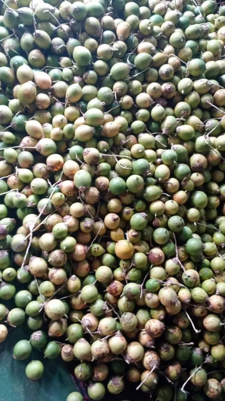 Saca de tucumã do Rio Negro R$180 - Foto 3