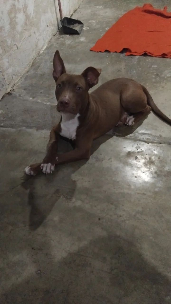 Cachorro - Foto 3