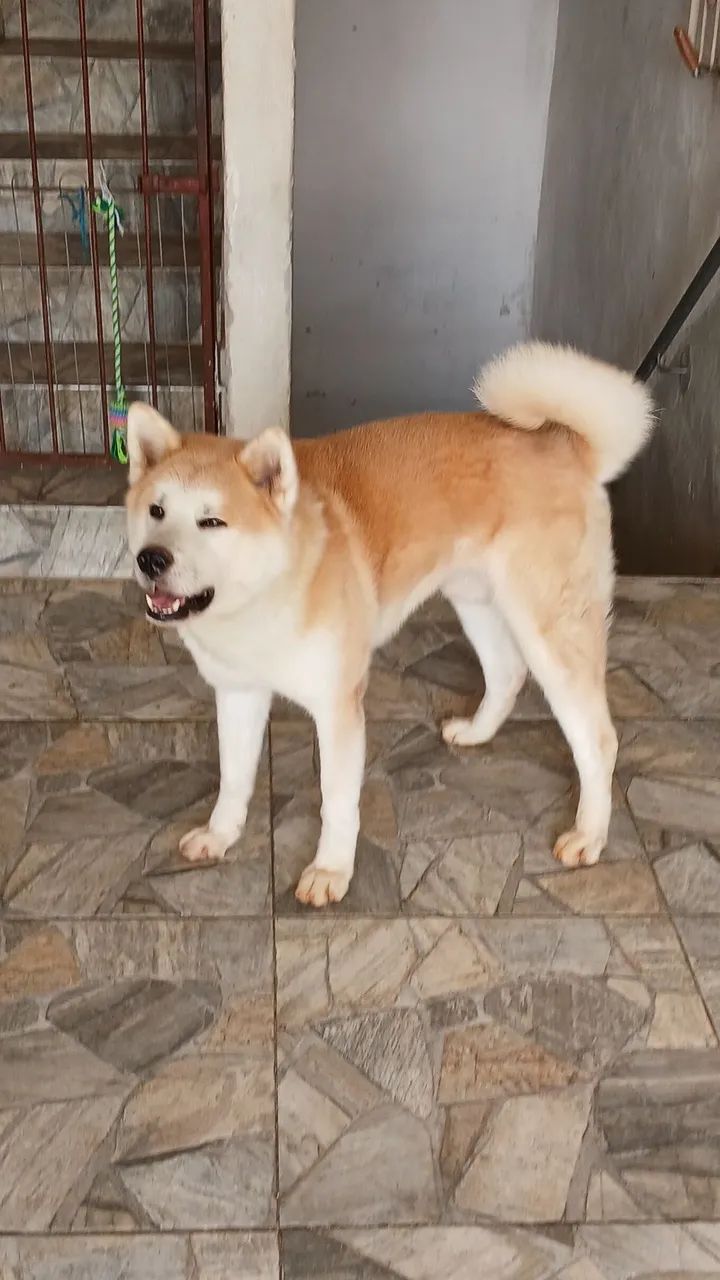 Akita  - Foto 3