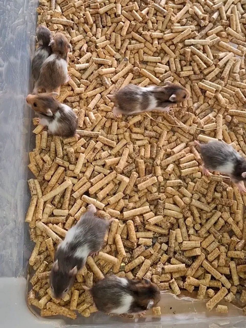 Hamsters Sírios coloridos  - Foto 2