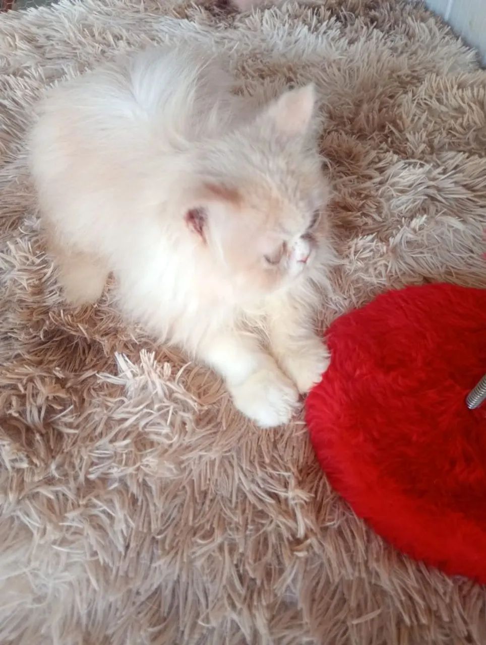 Gatinho persa  - Foto 4