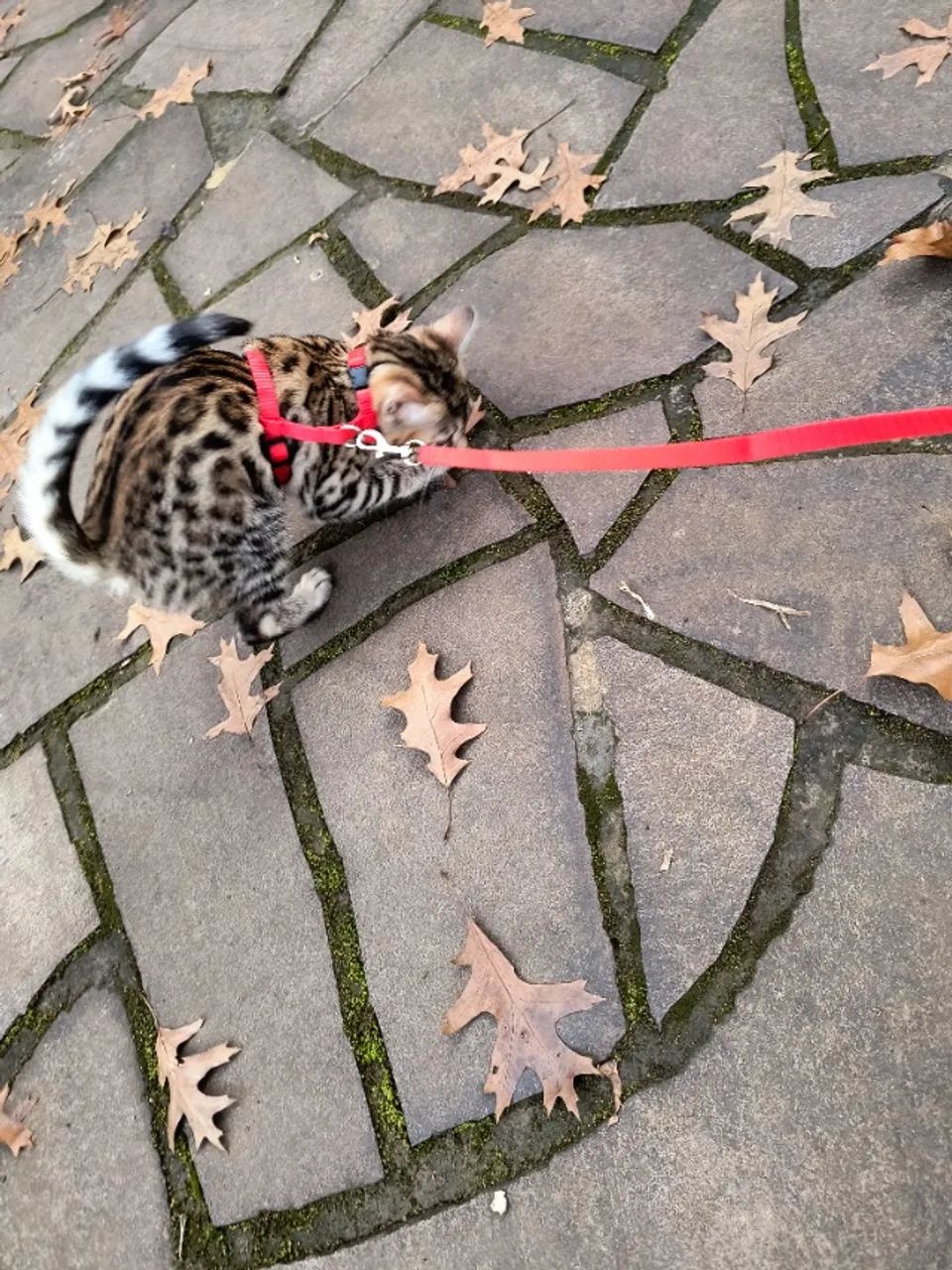 Gato Bengal