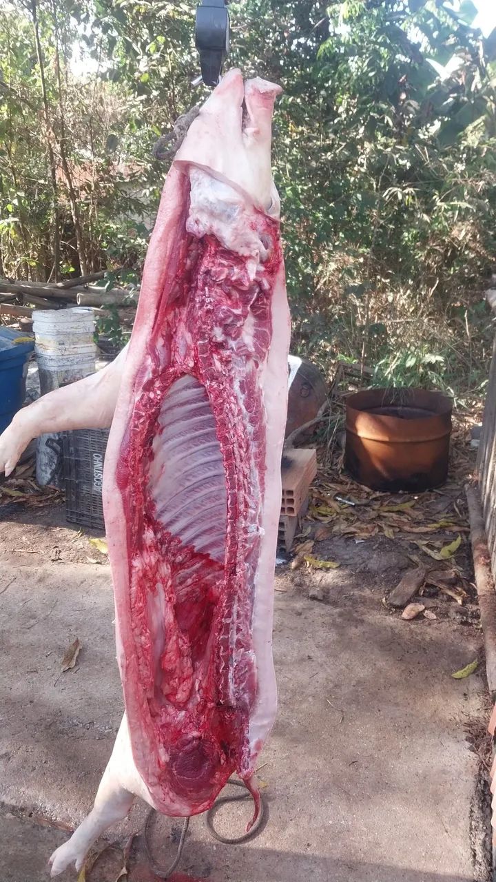 Porco caipira  - Foto 2