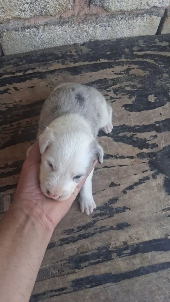 Cachorros boder cole  - Foto 2