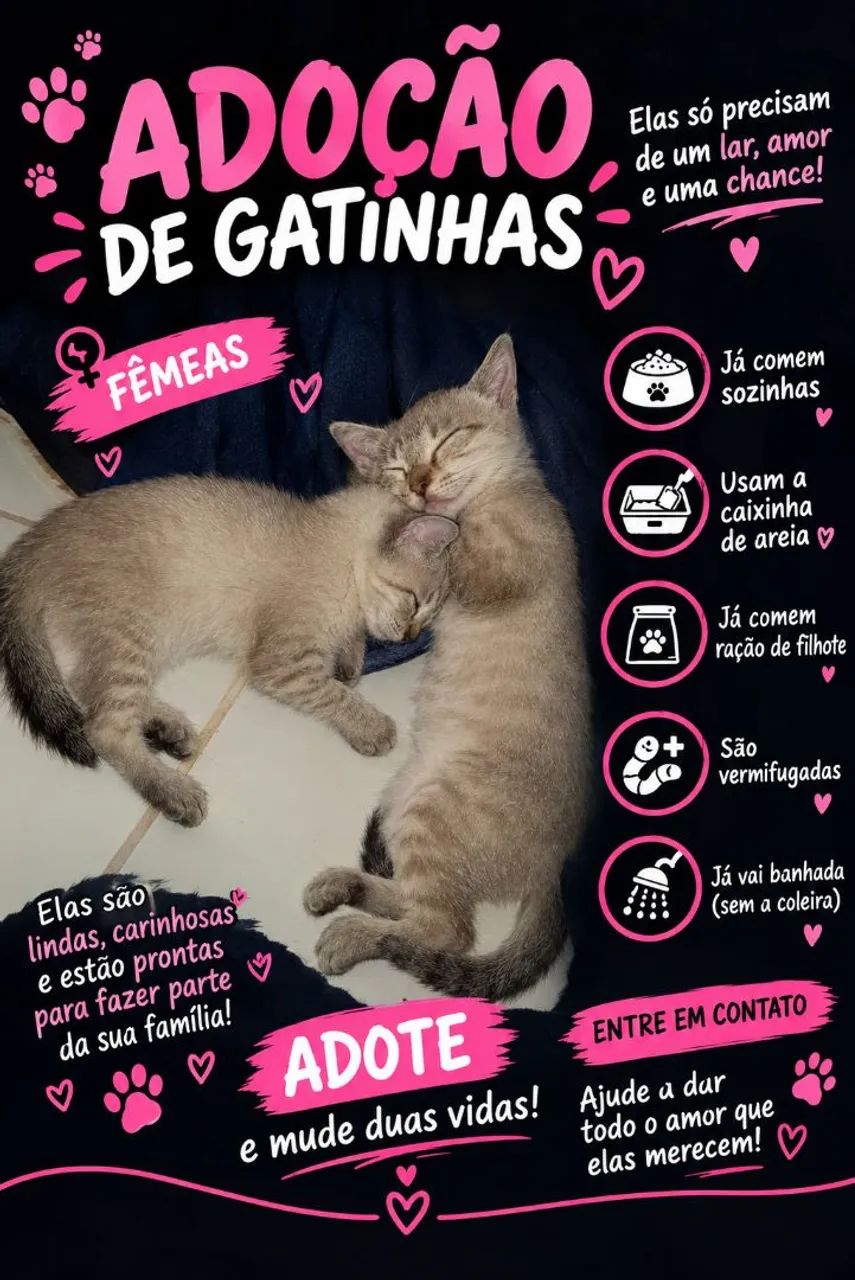 Gatinhas Para a doação 