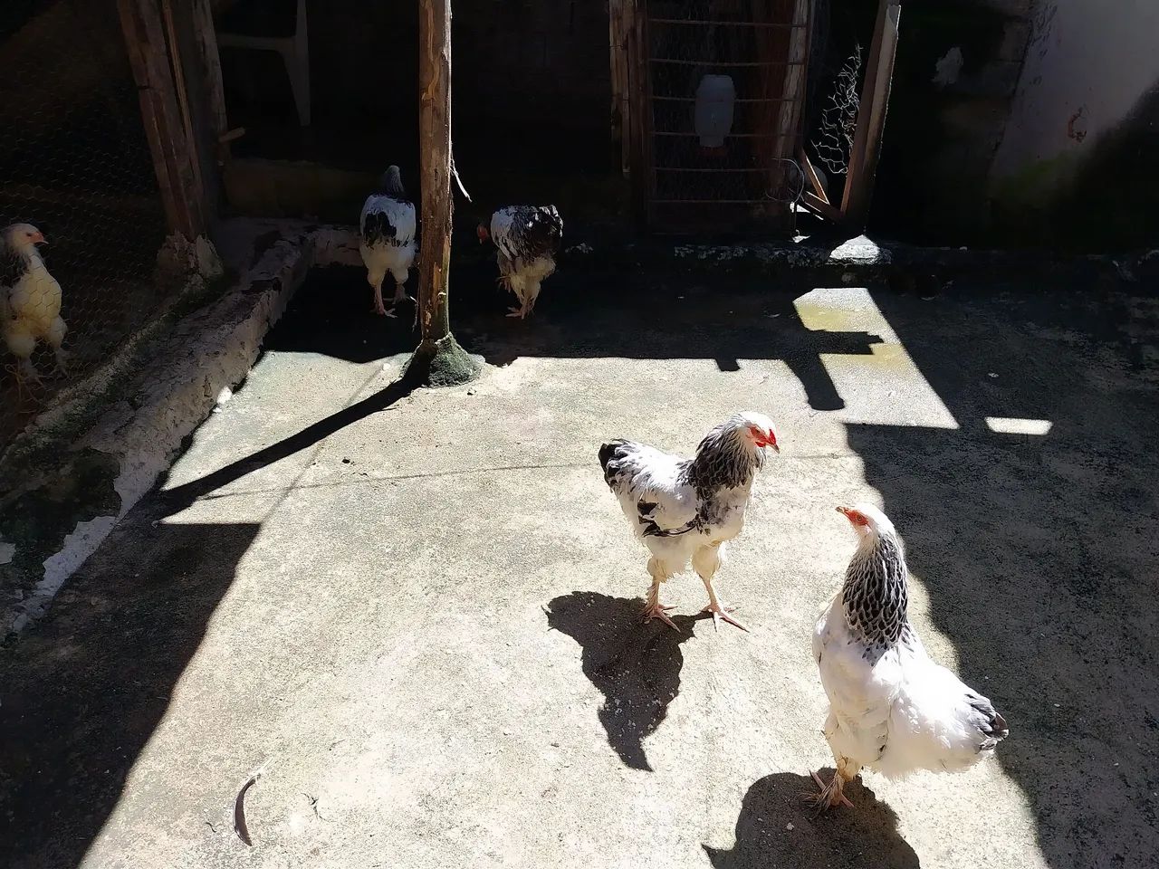 Vendo Legítimos frangos da  Raça Brahma - Foto 2