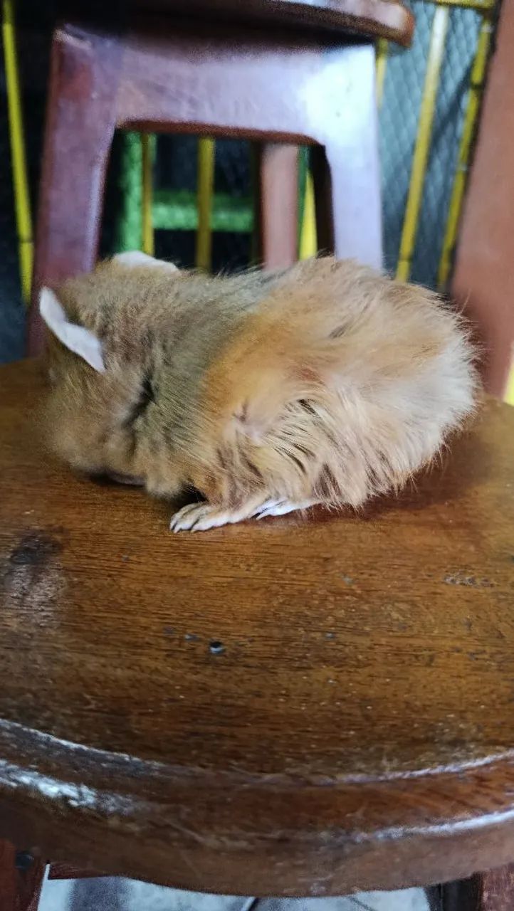 FILHOTE FEMEA DE PORQUINHO DA ÍNDIA - Foto 2