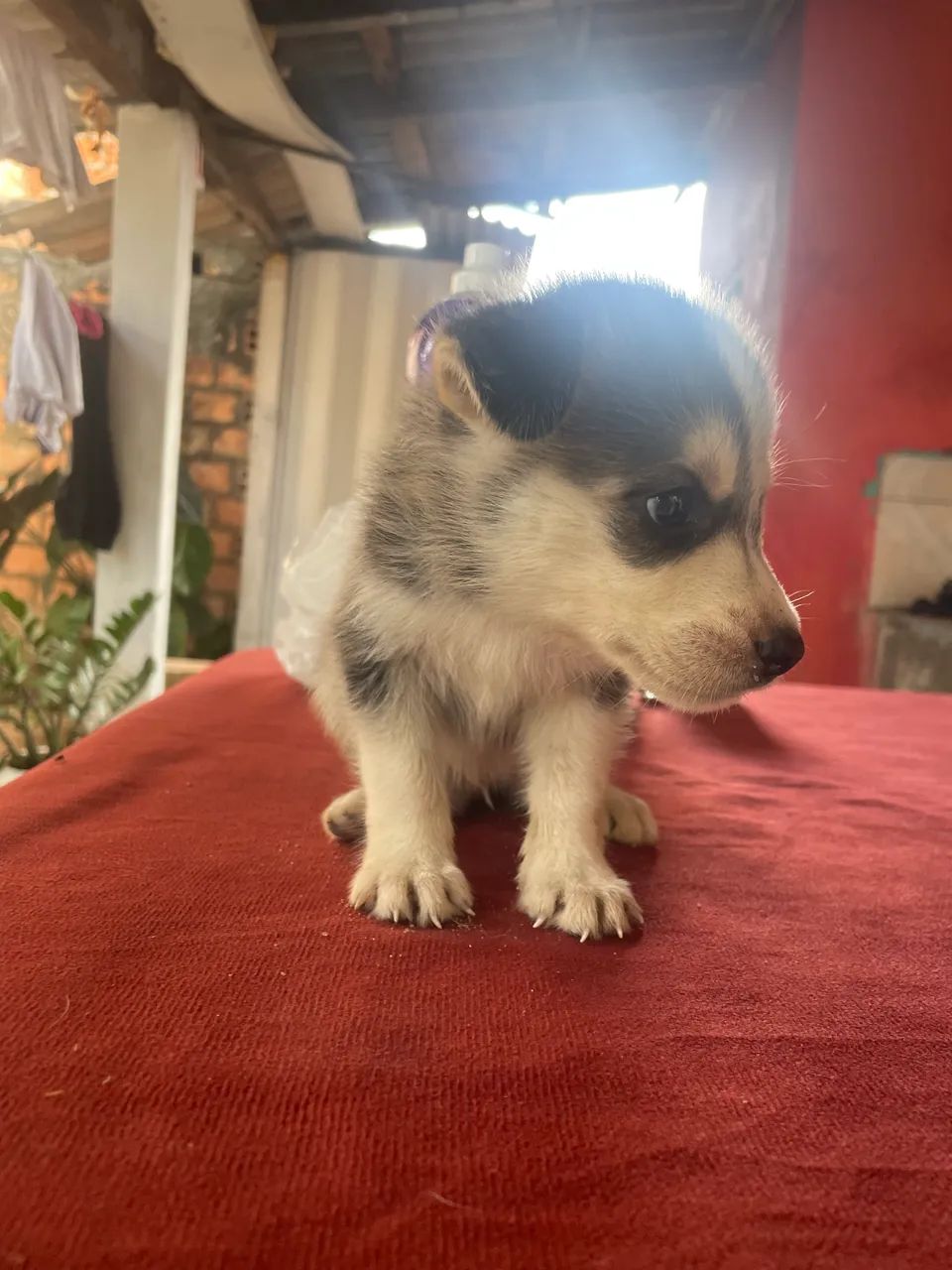 Husky siberiano  - Foto 2