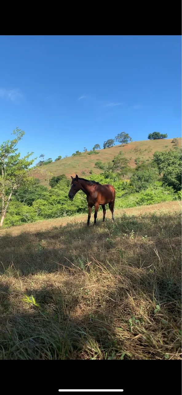 Cavalo marcha picada - Foto 3
