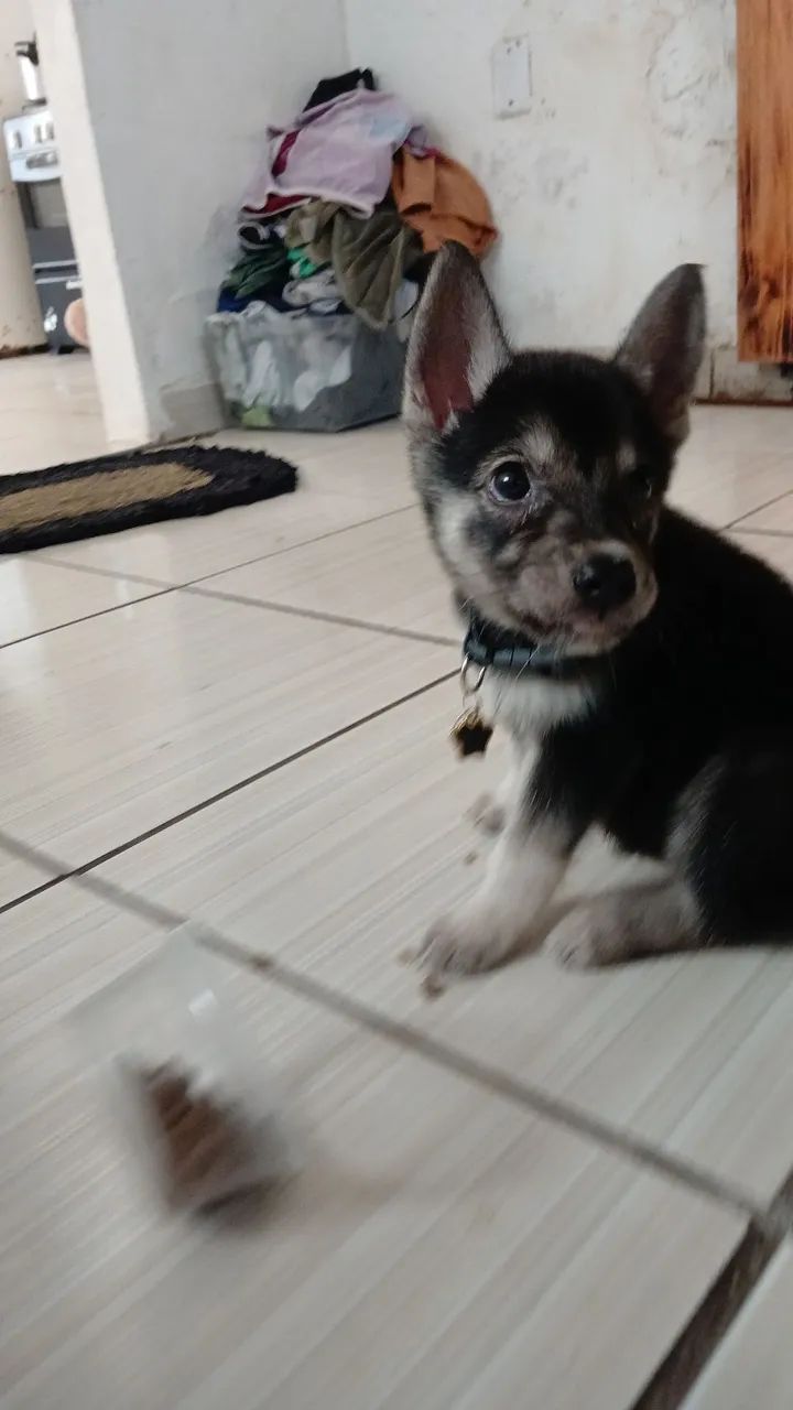 Husky siberiano  - Foto 4