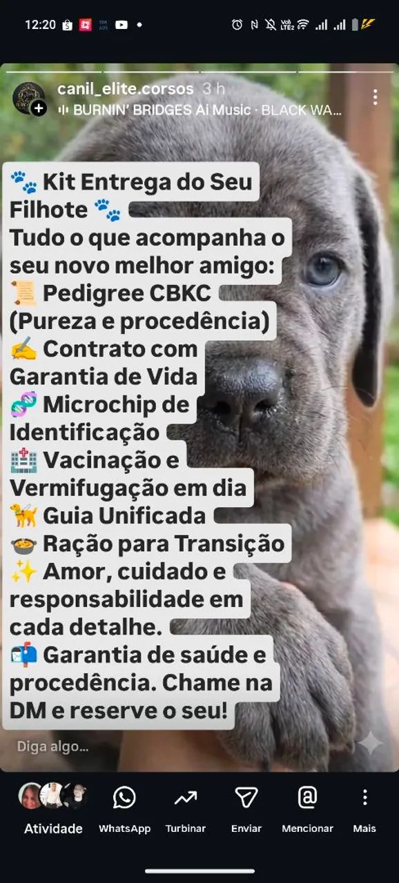 Filhote de cane corso com pedigree  - Foto 5