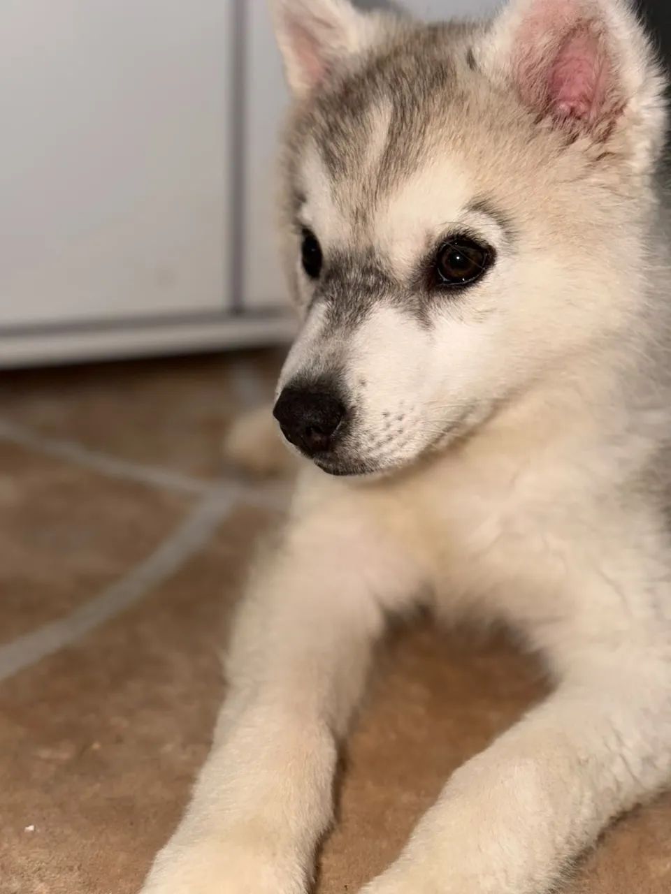 Vende-se Husky siberiano  - Foto 5