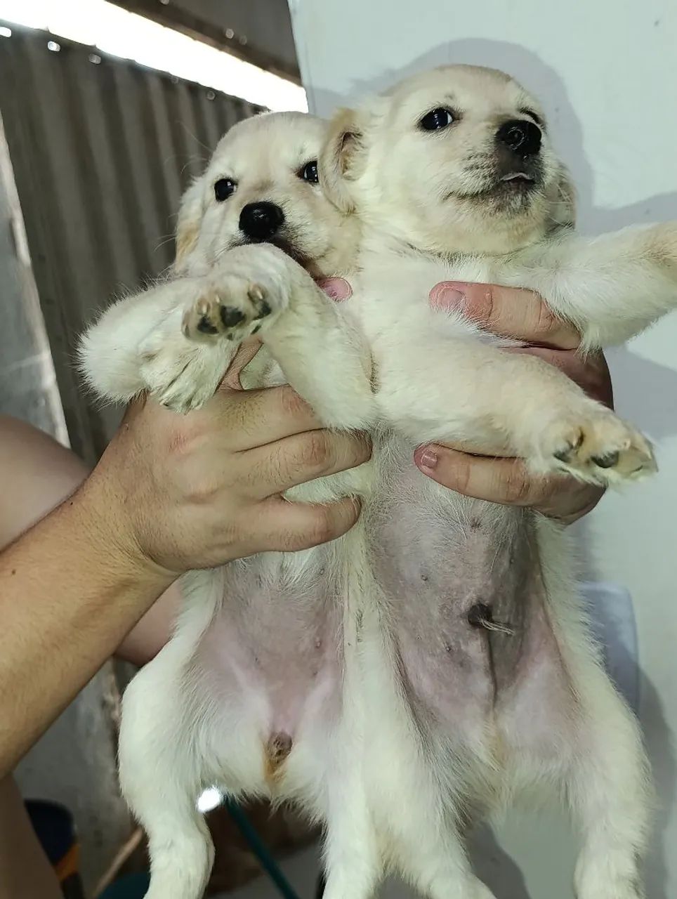 Doação cachorrinhos 