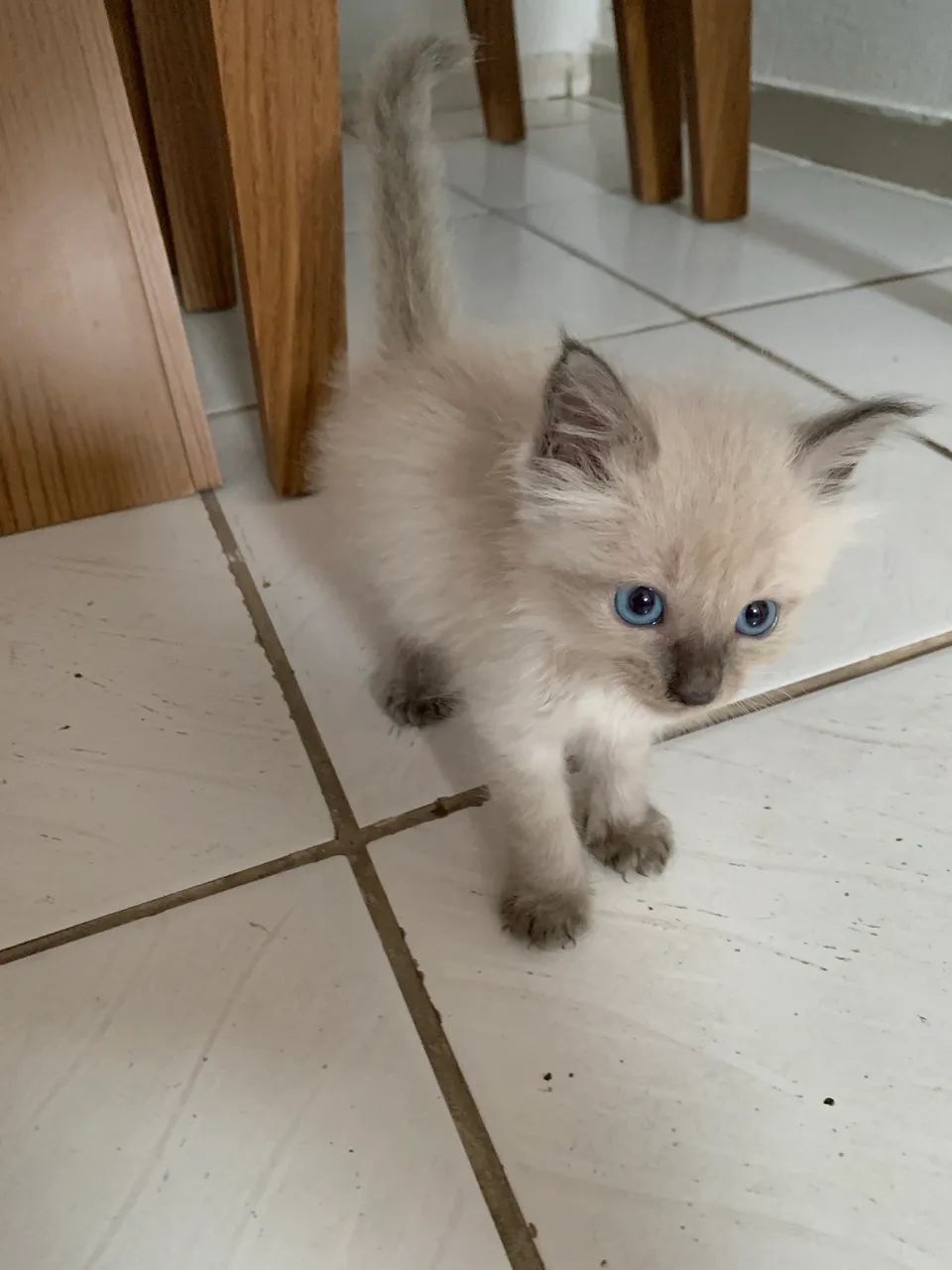 Doasse gatinha, com 1 mês e meio de vida - Foto 2