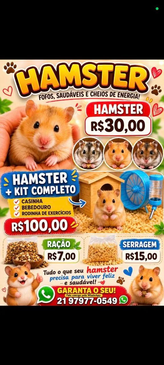 Hamster sírio 