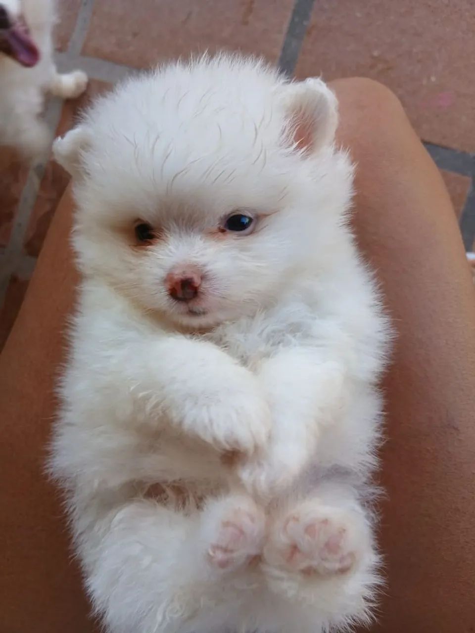 Lulu branco  - Foto 4