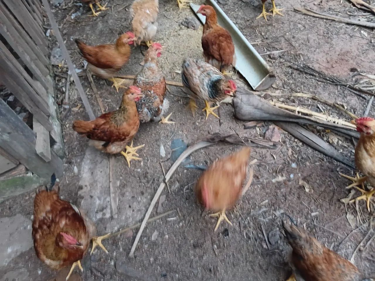 Vendo.  Frangos